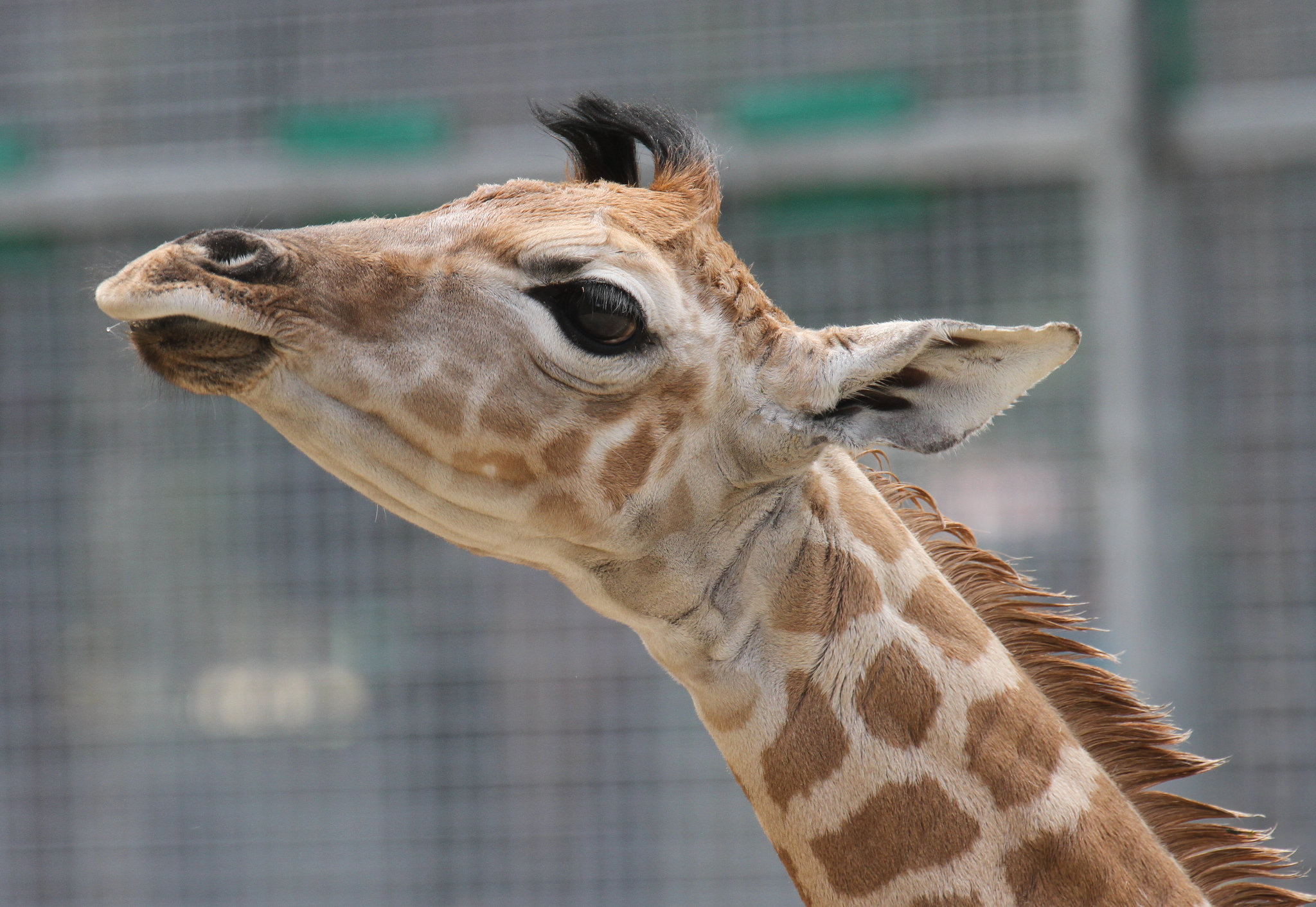 You are currently viewing Hurra, das Giraffen-Kälbchen ist da!