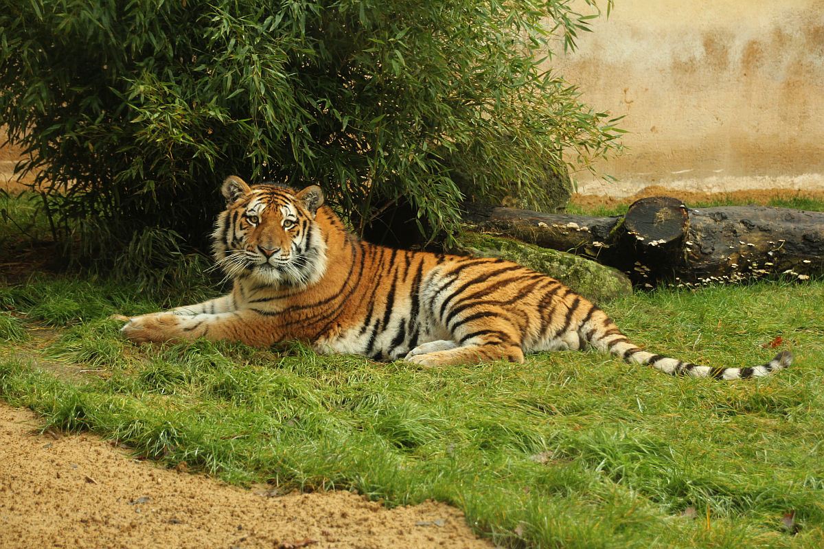 Read more about the article Tiger in den deutschen Zoos