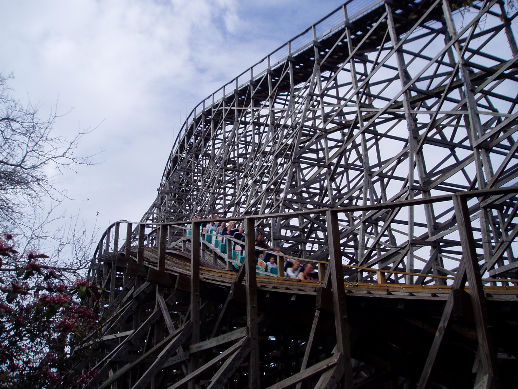 You are currently viewing Gwazi (Tiger) (Busch Gardens Tampa)