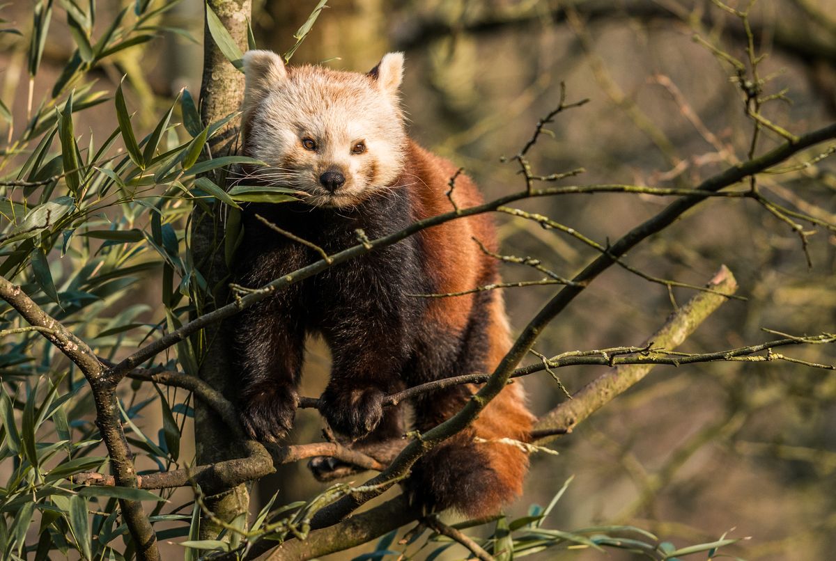 You are currently viewing Auktion für den Schutz der Roten Pandas