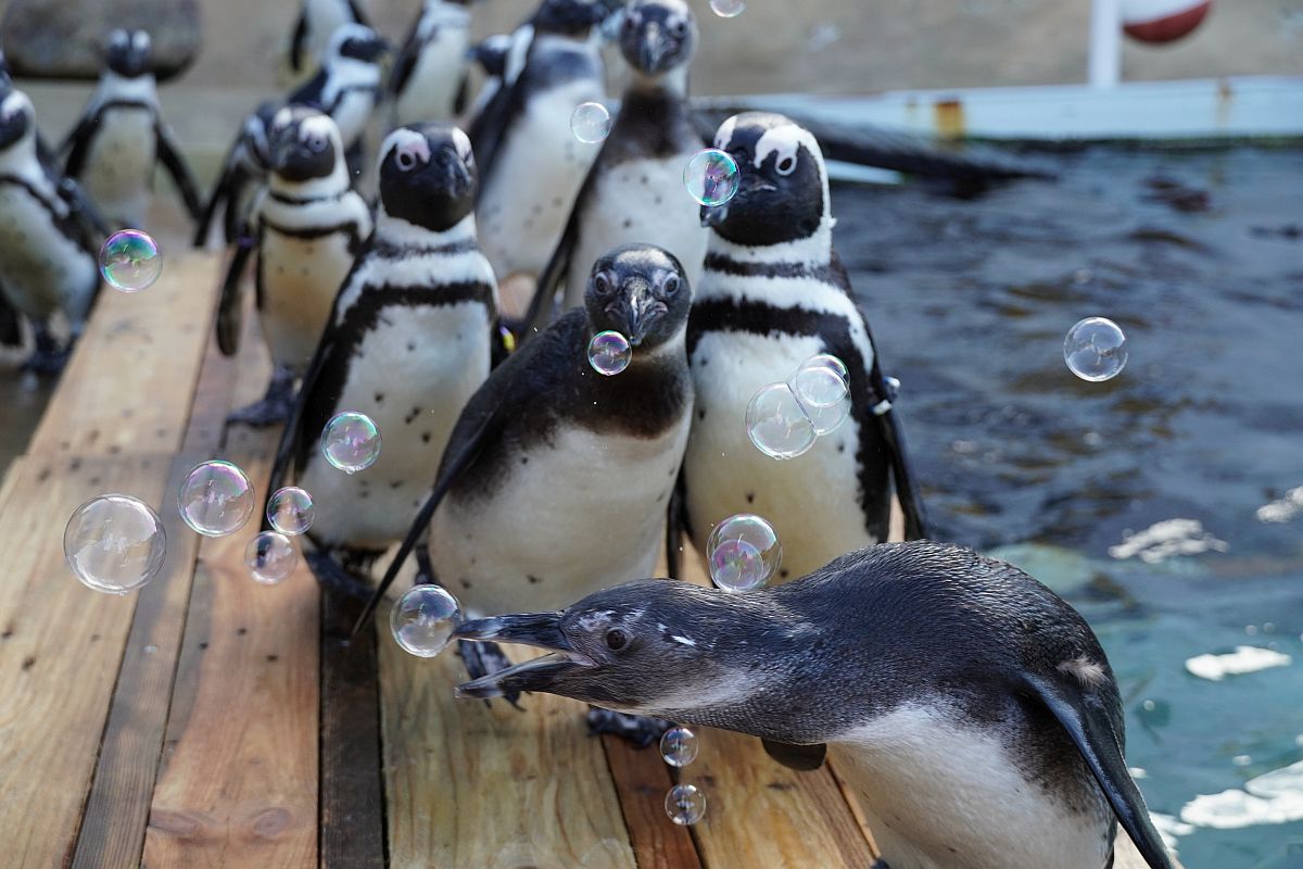 You are currently viewing Erlebnis-Zoo Hannover bereitet sich auf verlängerten Shutdown vor auf verlängerten Shutdown vor