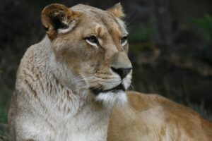 Read more about the article Erlebnis-Zoo trauert um Naima – Berberlöwin nach Bandscheibenvorfall gestorben