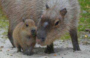 Read more about the article Pünktchens Fünflinge – Nachwuchs bei den Wasserschweinen im Erlebnis-Zoo Hannover