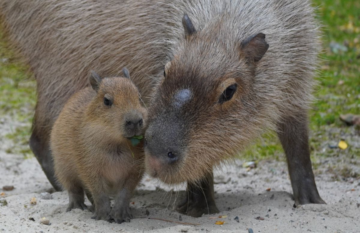 You are currently viewing Pünktchens Fünflinge – Nachwuchs bei den Wasserschweinen im Erlebnis-Zoo Hannover