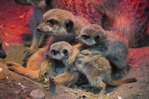 Read more about the article Das große Kuscheln -Nachwuchs bei den Erdmännchen im Erlebnis-Zoo Hannover