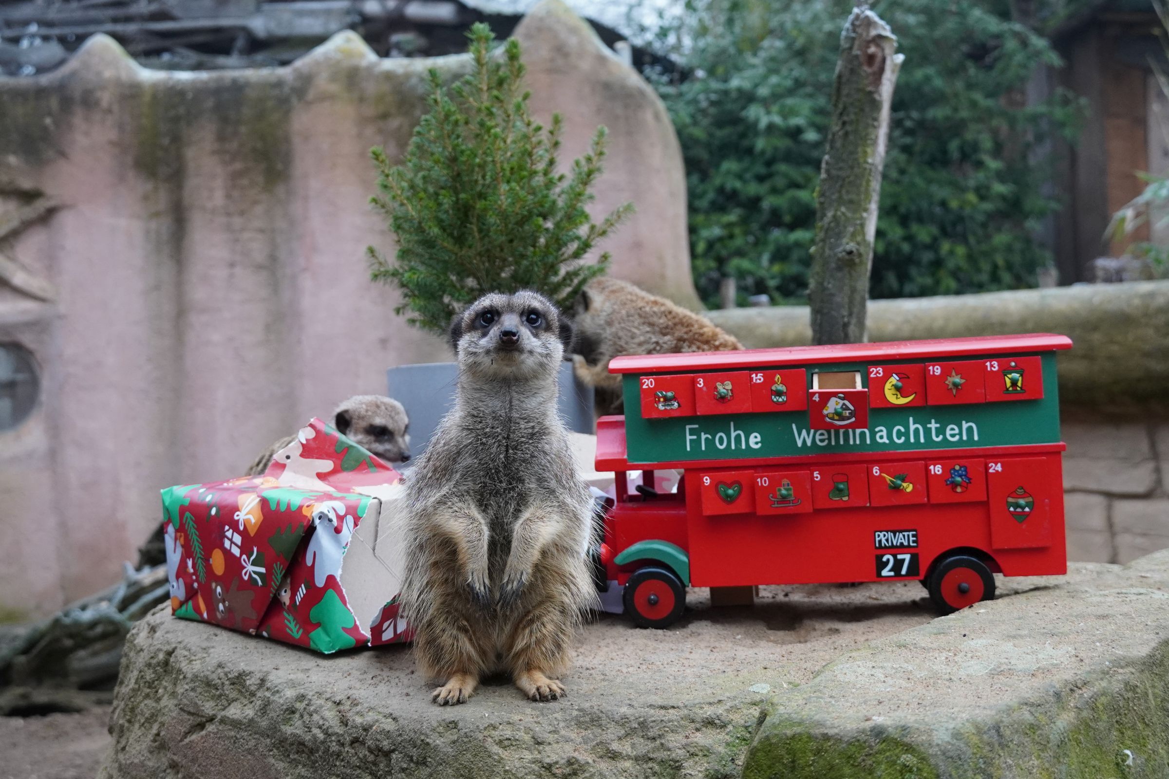 You are currently viewing Tierisch köstliche Geschenke – Spannende „Bescherung“ im Erlebnis-Zoo Hannover