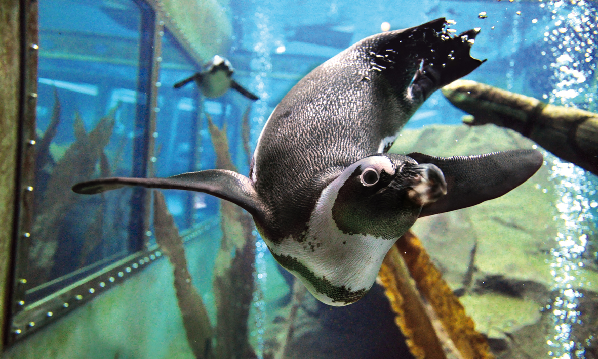 You are currently viewing Erlebnis-Zoo öffnet Urwaldhaus und Unterwasserwelt wieder – Ab 25. Februar: 2G-Regel im gesamten Zoo