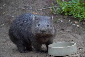 Read more about the article Kleine Beutelbewohner entdeckt – Freude über Nachwuchs bei den Nacktnasenwombats und Sumpfwallabys im Erlebnis-Zoo Hannover
