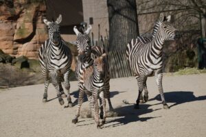 Read more about the article Ein kräftiger Bursche – Zebra-Nachwuchs im Erlebnis-Zoo Hannover