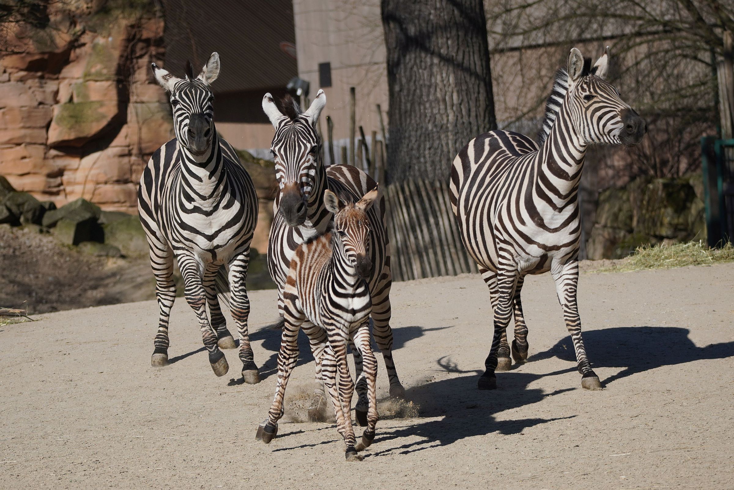 You are currently viewing Ein kräftiger Bursche – Zebra-Nachwuchs im Erlebnis-Zoo Hannover