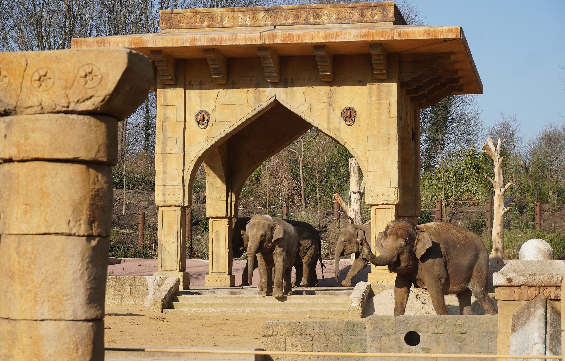 Read more about the article Das Reich der grauen Riesen: Asiatische Elefanten beziehen die neue Anlage im Erlebnis-Zoo Hannover