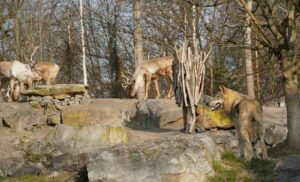 Read more about the article Fünf wilde Freunde: Neues Wolfsrudel im Erlebnis-Zoo Hannover erkundet sein Revier