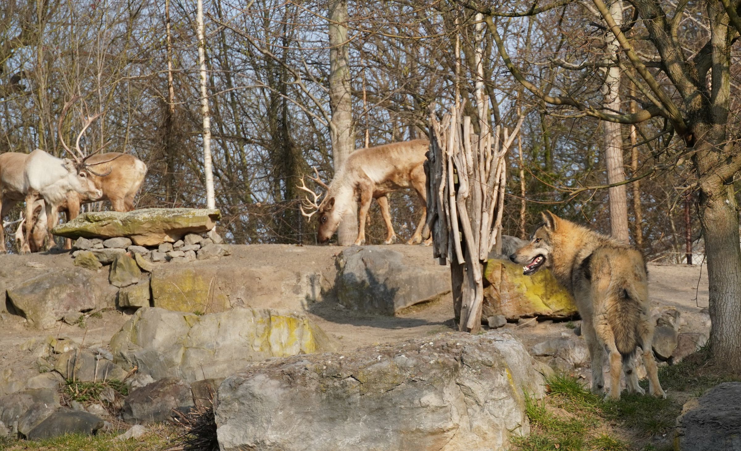 You are currently viewing Fünf wilde Freunde: Neues Wolfsrudel im Erlebnis-Zoo Hannover erkundet sein Revier