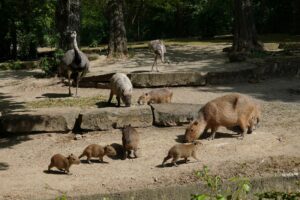 Read more about the article Fünflinge mit Hasenzähnchen – Nachwuchs bei den Wasserschweinen im Erlebnis-Zoo Hannover