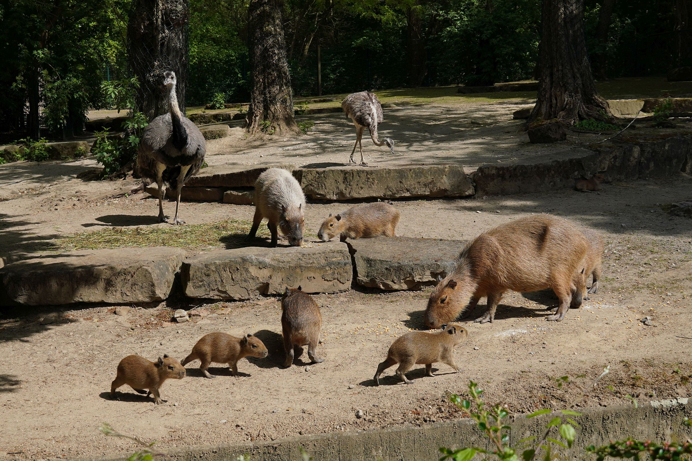 You are currently viewing Fünflinge mit Hasenzähnchen – Nachwuchs bei den Wasserschweinen im Erlebnis-Zoo Hannover