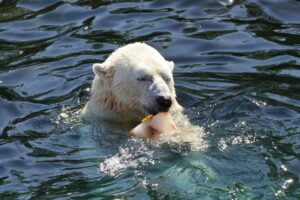 Read more about the article Eiskalt erfrischt – Eistorten, eiskalte Melone und erfrischende Duschen – tierischer Sommerspaß im Erlebnis-Zoo Hannover