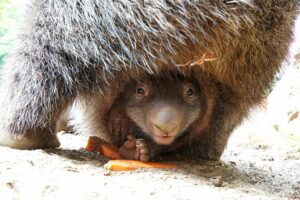 Read more about the article Es ist ein Junge! – Wombat-Nachwuchs im Erlebnis-Zoo Hannover lüftet Geheimnis