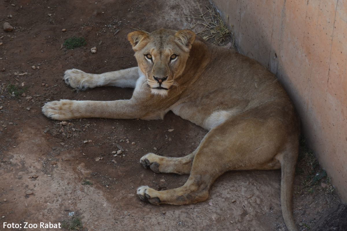 Read more about the article Neue Gefährtin für Basu – Berberlöwin aus Marokko im Erlebnis-Zoo eingetroffen