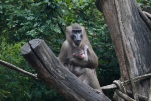 Read more about the article Das erste Jungtier bei dem Drills in „Afi Mountain“ – Nachwuchs bei stark bedrohter Affenart im Erlebnis-Zoo Hannover