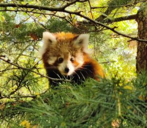 Read more about the article Trauer im Zoo – Männliches Jungtier der Roten Pandas gestorben