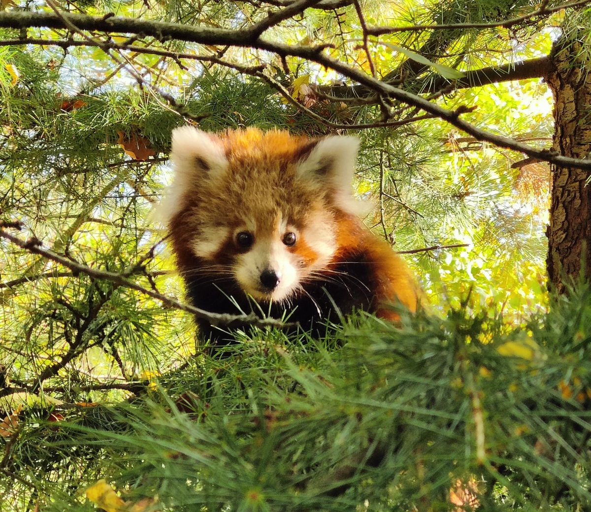 You are currently viewing Trauer im Zoo – Männliches Jungtier der Roten Pandas gestorben