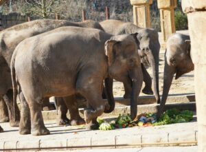 Read more about the article Ein halbes Jahrhundert – Team vom Erlebnis-Zoo Hannover feiert 50. Geburtstag von Elefantenkuh Indra