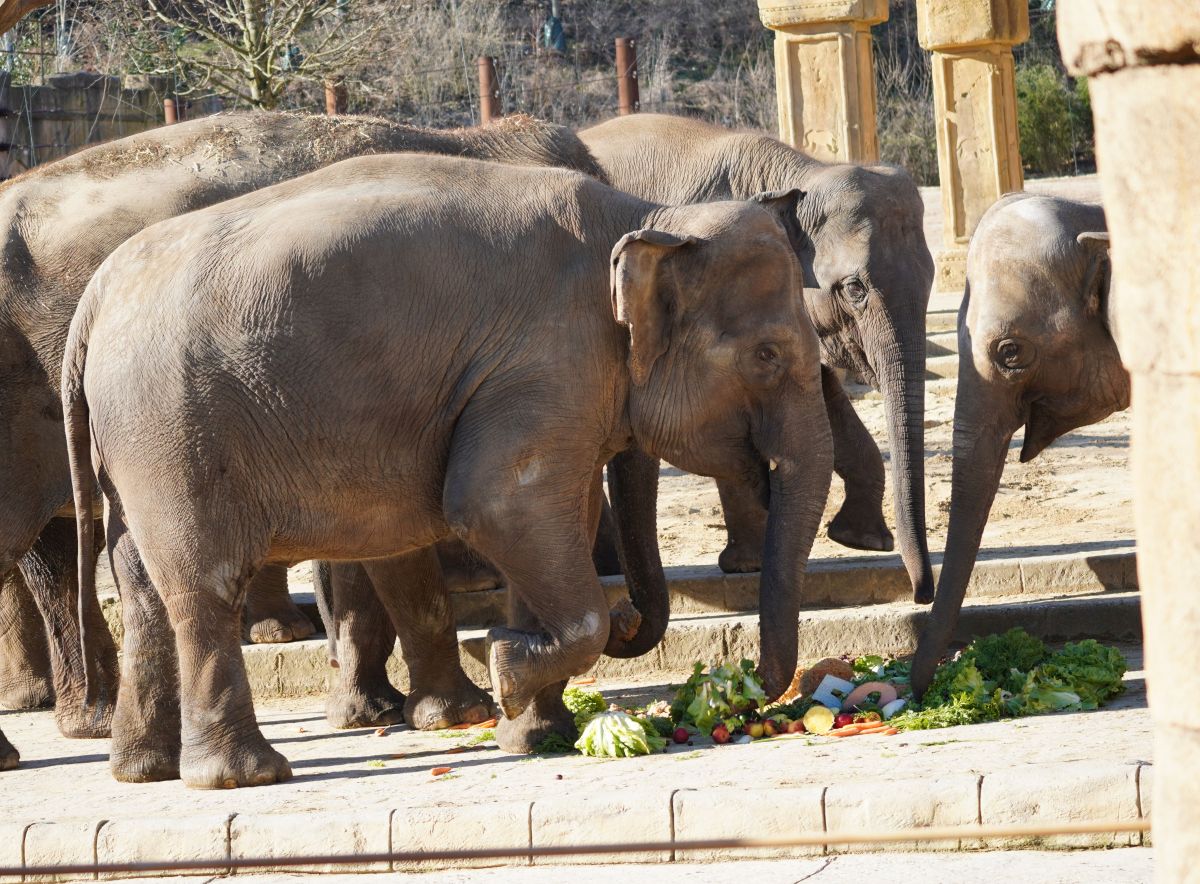 Read more about the article Ein halbes Jahrhundert – Team vom Erlebnis-Zoo Hannover feiert 50. Geburtstag von Elefantenkuh Indra