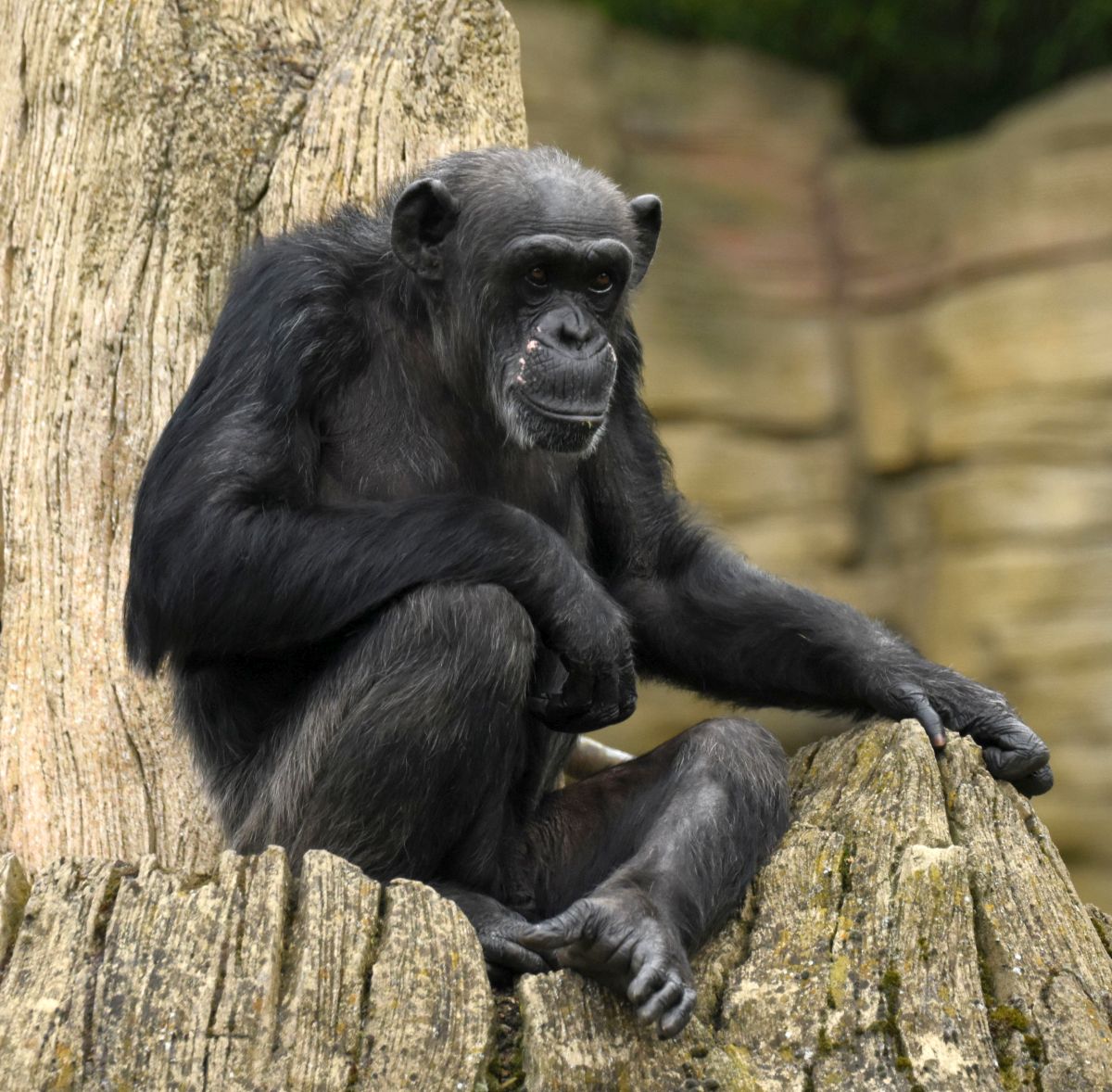 Read more about the article Schimpansen-Weibchen Schika gestorben – Erlebnis-Zoo Hannover trauert um 50-jährige Primatin