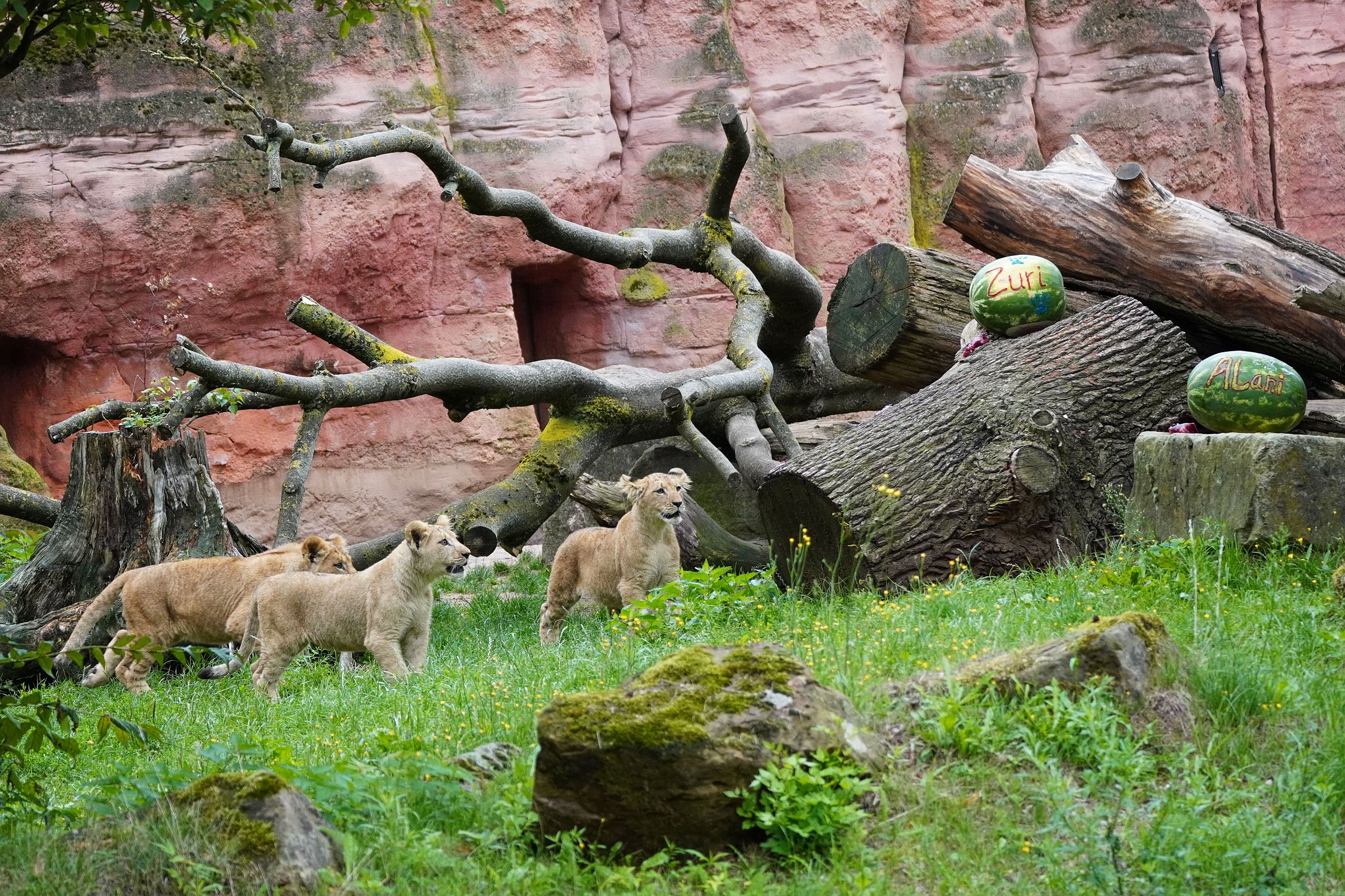 Read more about the article Seltene Berberlöwen-Jungtiere bekommen Namen: Kunterbunte Namensgebung für die Berberlöwen-Drillinge im Erlebnis-Zoo Hannover