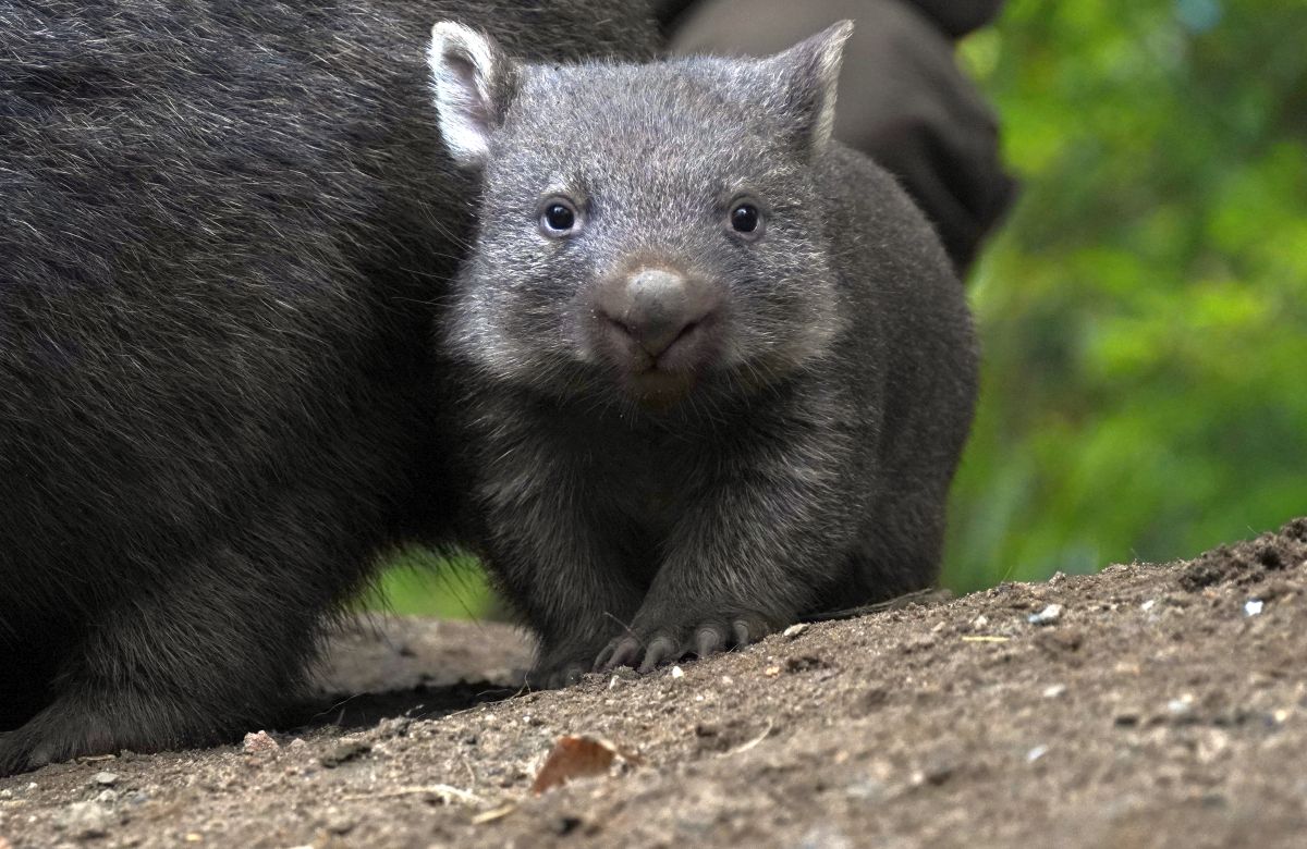 Read more about the article Wombat-Jungtier verlässt Beutel – Nachwuchs der Tasmanischen Nacktnasenwombats im Erlebnis-Zoo Hannover zeigt sich immer öfter