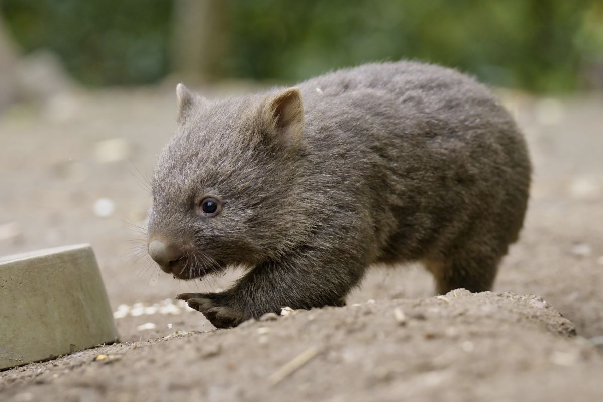 You are currently viewing Wombat-Jungtier ist männlich