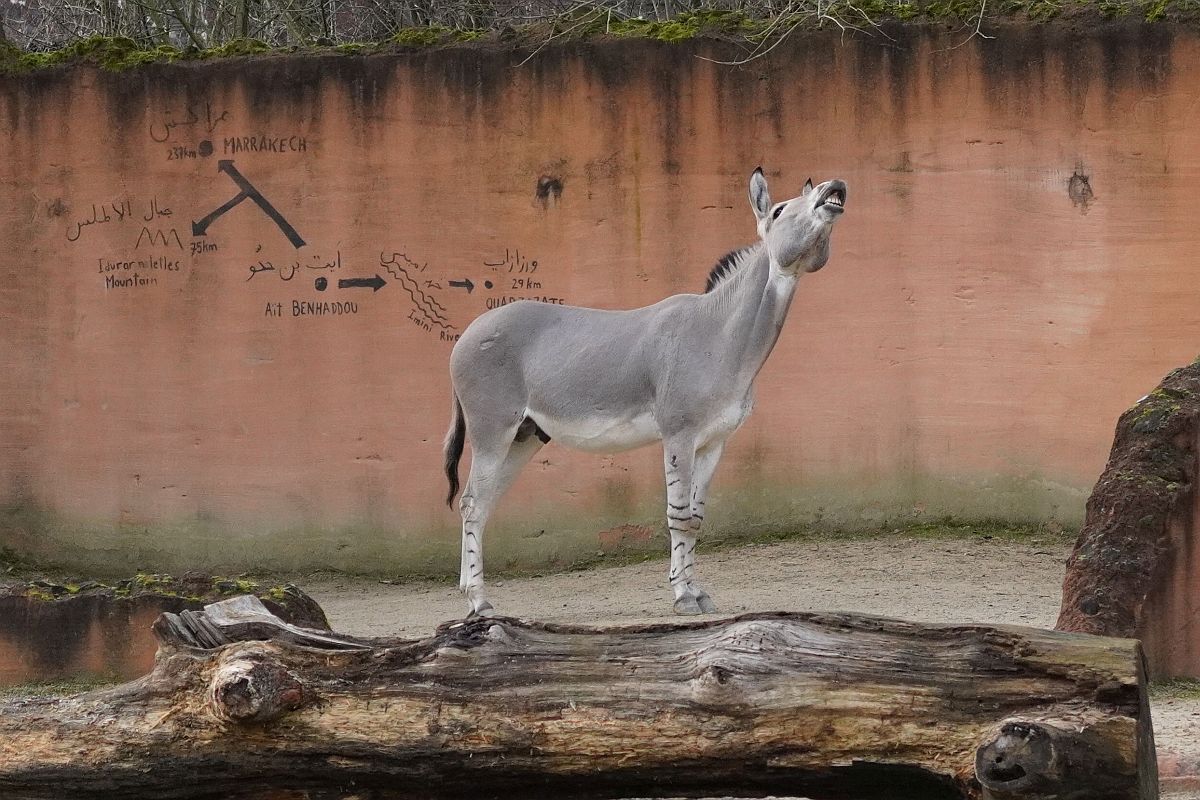 You are currently viewing Gestreifte Hoffnung – Neuer Somali-Wildesel-Hengst im Erlebnis-Zoo Hannover eingetroffen