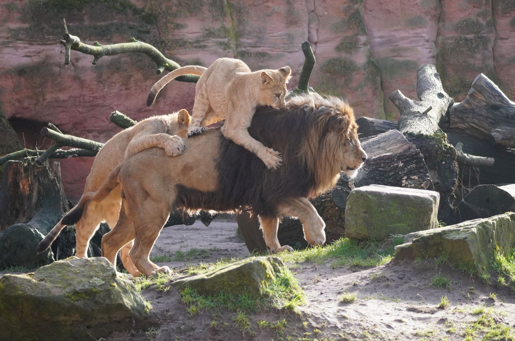 You are currently viewing 60 Kilo in 365 Tagen – Erlebnis-Zoo Hannover: Nachwuchs bei den seltenen Berberlöwen wird ein Jahr alt