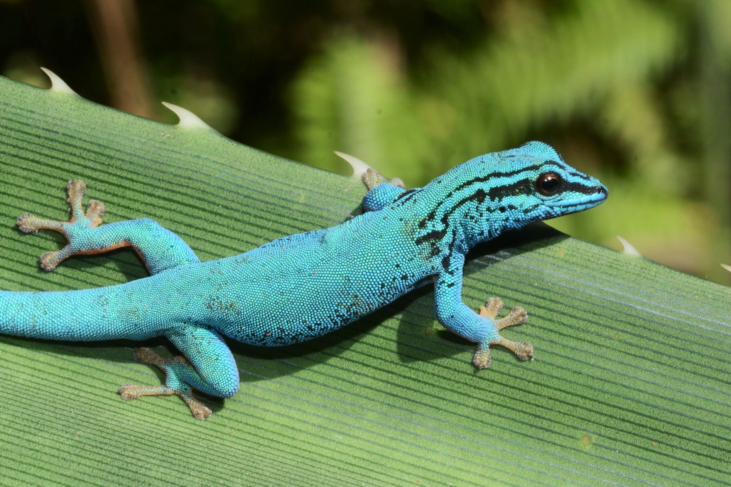 Read more about the article Gecko ist „Zootier des Jahres“ – Stark bedroht durch Lebensraumverlust, Klimawandel sowie Heimtier- und Medikamentenhandel